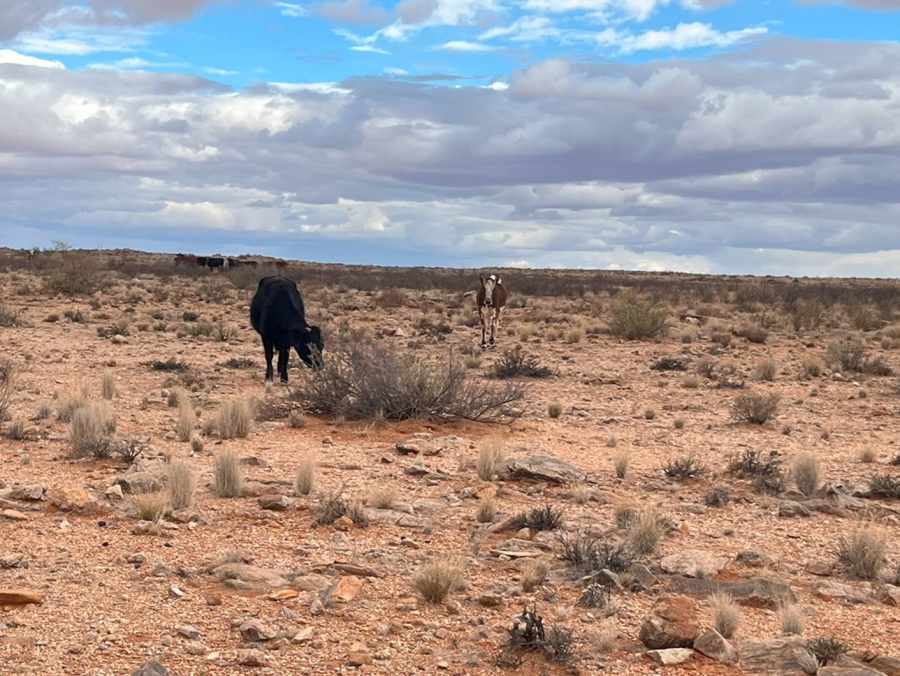 1 Bedroom Property for Sale in Kenhardt Northern Cape